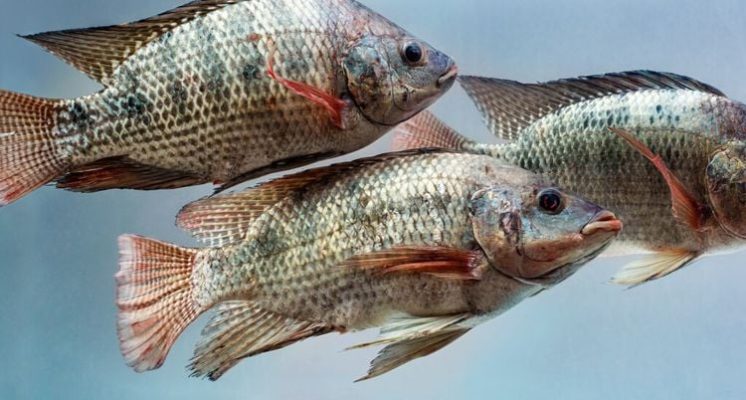 Ketahui Tips Pengiriman Ikan dan Seafood yang Aman