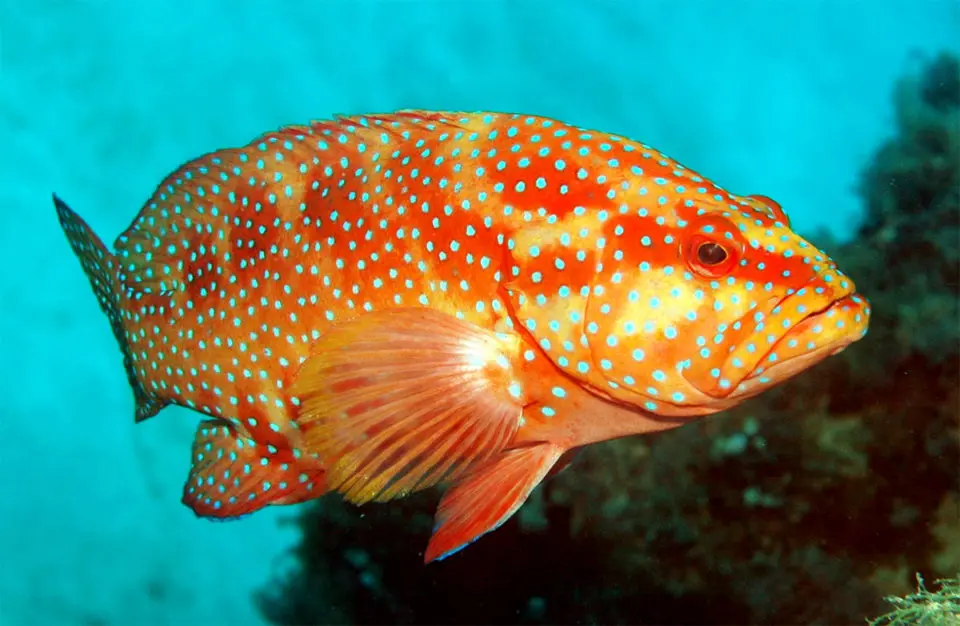 Ketahui Tips Pengiriman Ikan dan Seafood yang Aman